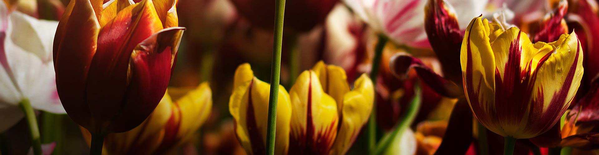 Blasorchesternoten Tulpen aus Amsterdam - Titelbild