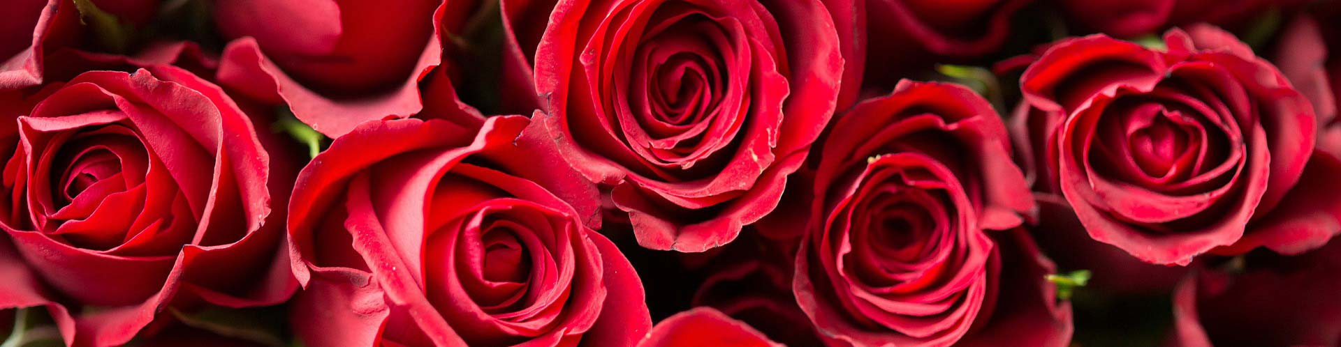 Blasorchesternoten Sag' Dankeschön mit roten Rosen - Titelbild