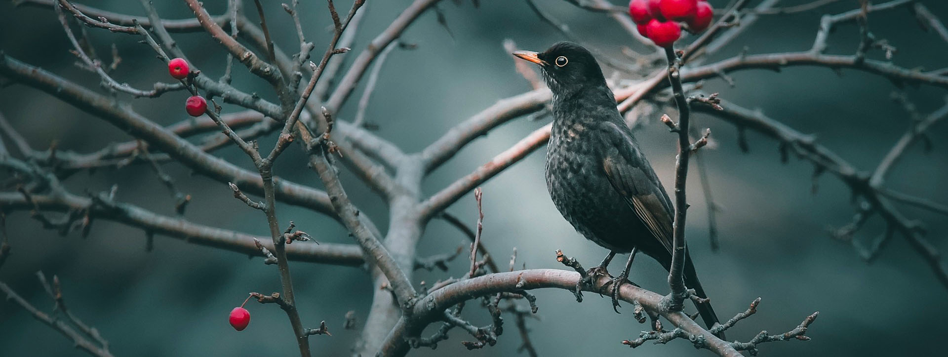 Blasorchesternoten Amsel-Polka - Titelbild